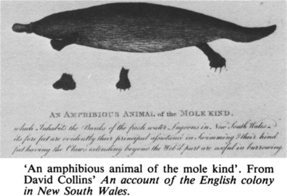 ‘An amphibious animal of the mole kind’. From David Collin's An account of the English colony in New South Wales. [book illustration?]