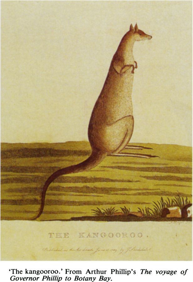 ‘The kangooroo.’ From Arthur Phillip’s The voyage of Governor Phillip to Botany Bay. [engraving]