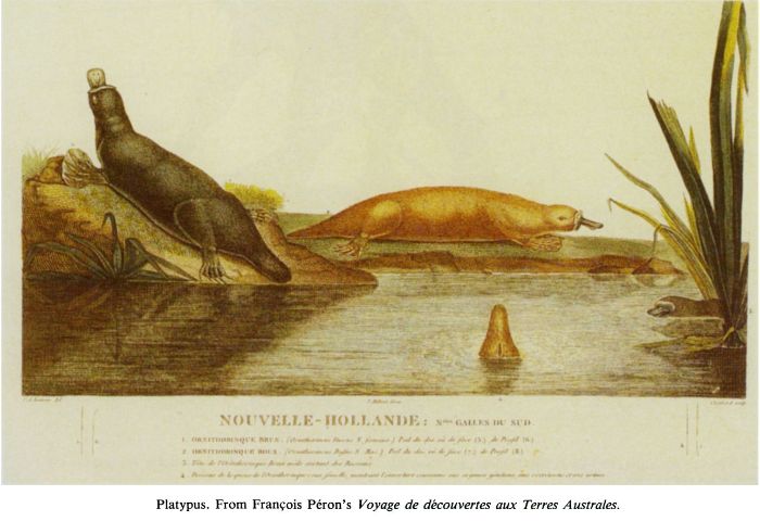 Platypus. From François Péron’s Voyage de découvertes aux Terres Australes [engraving]