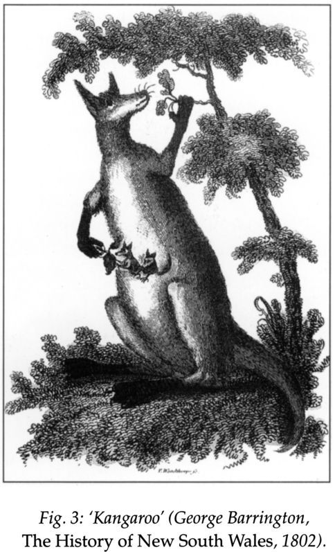 Fig 3: ‘Kangaroo’ (George Barrington, The History of New South Wales, 1802). [print]