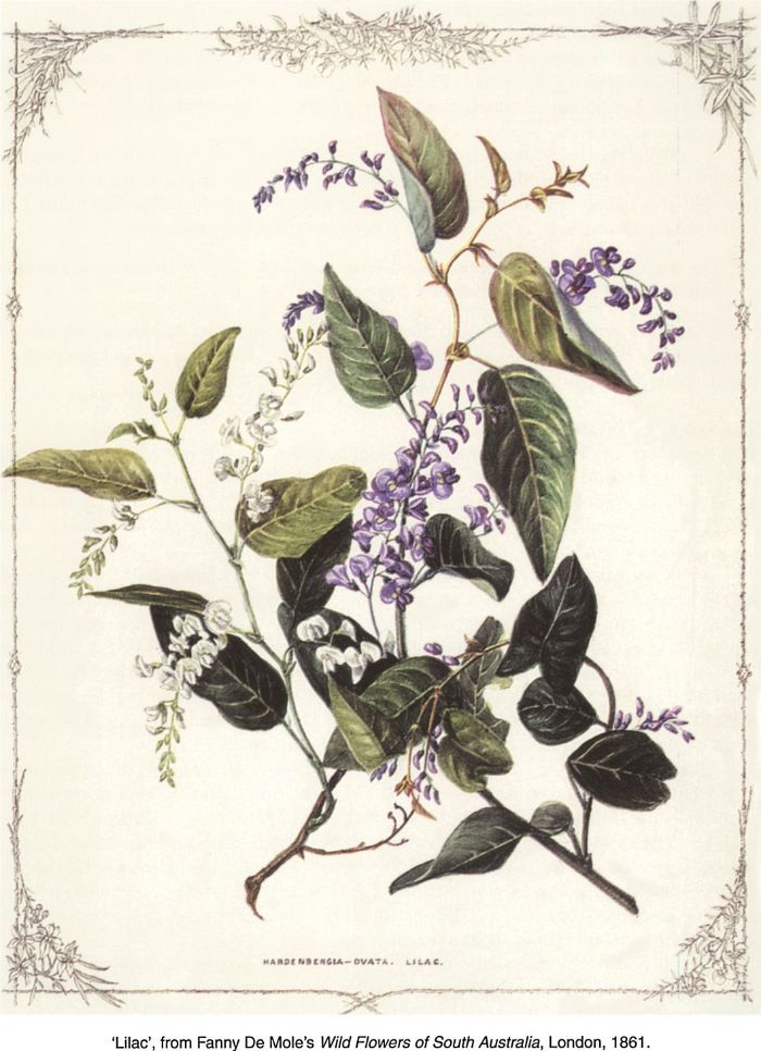Lilac', from Fanny De Mole's Wild Flowers of South Australia, London, 1861.