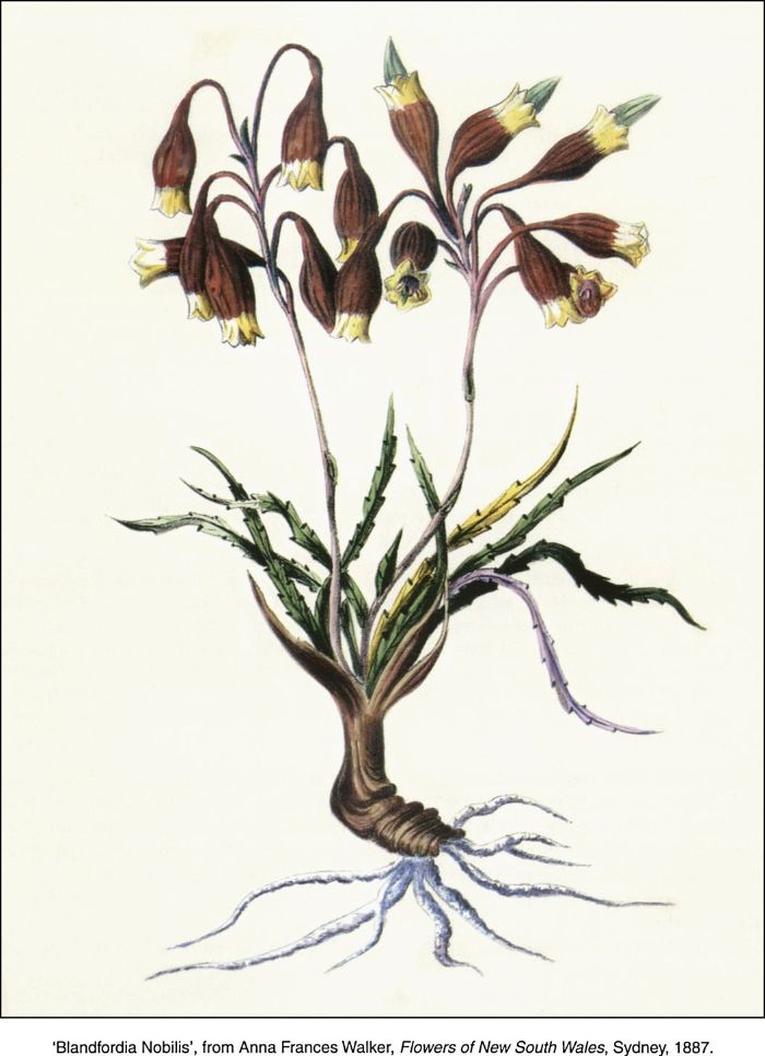 Blandfordia Nobilis', from Anna Frances Walker, Flowers of New South Wales, Sydney, 1887 [botanical drawings, watercolour]