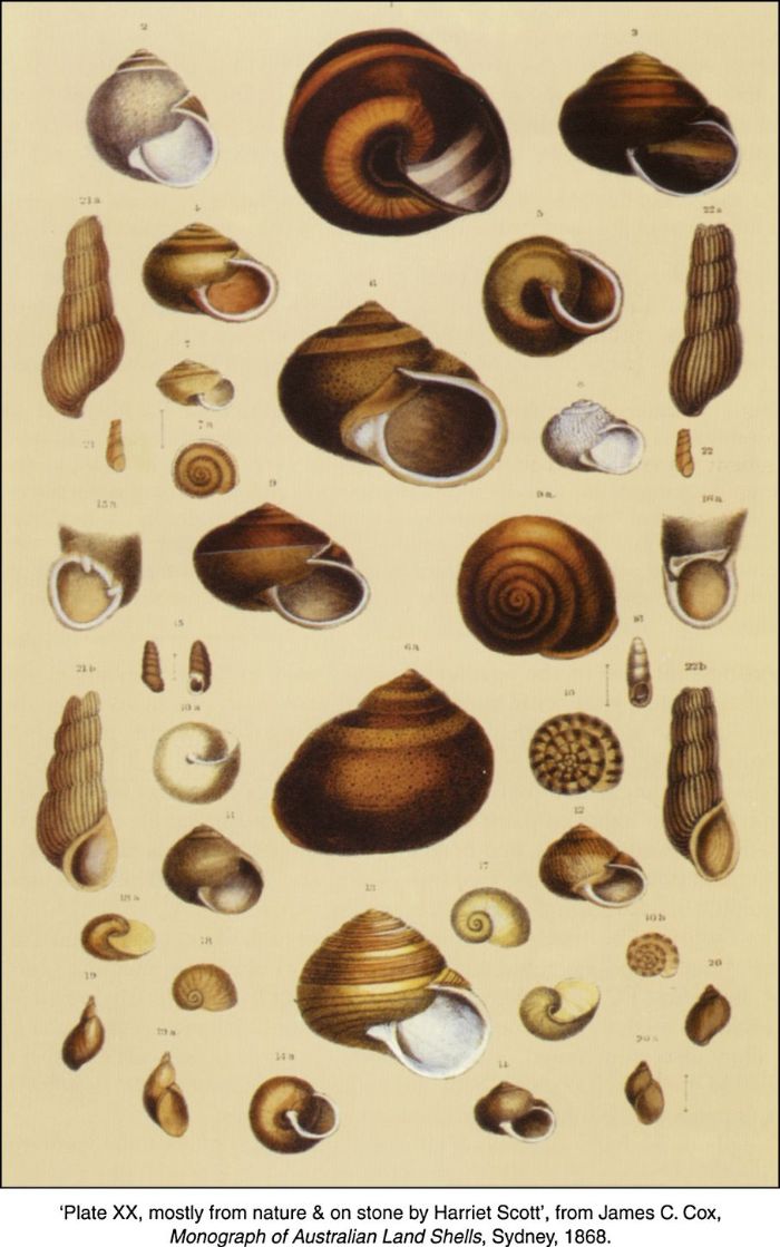 Plate XX, mostly from nature & on stone by Harriet Scott', from James C. Cox, Monograph of Australian Land Shells, Sydney, 1868. [drawings]