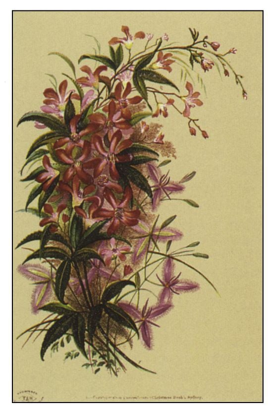 Top left: [Harriet and Helena Scott] Australian Floral Cards [Sydney, 1879, Michael Aitken Collection]. [botanical illustration]