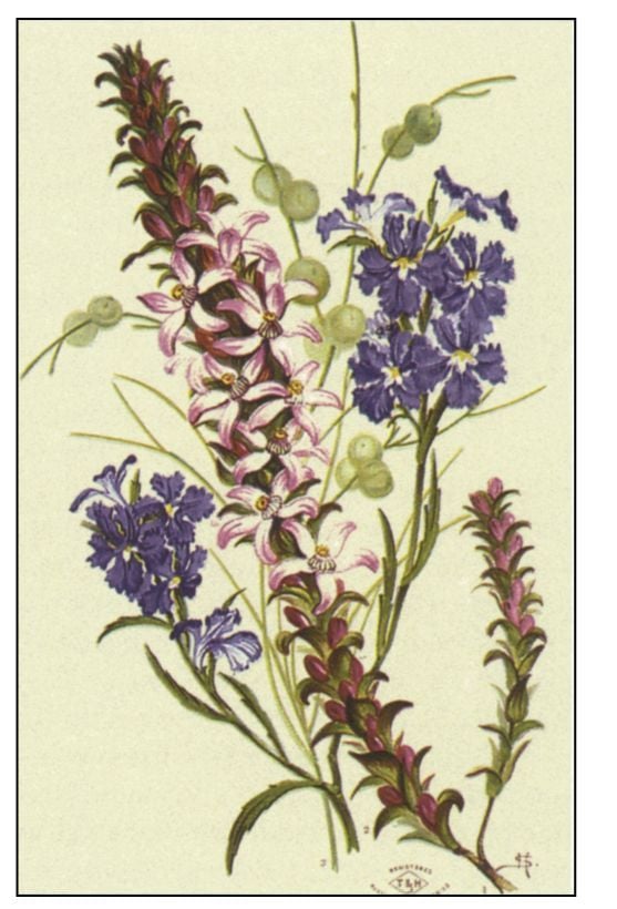 Top right: [Harriet and Helena Scott] Australian Floral Cards [Sydney, 1879, Michael Aitken Collection]. [botanical illustration]