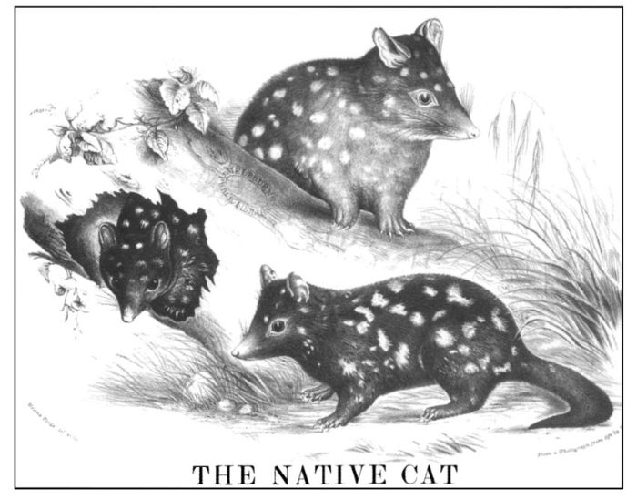 Bottom right: 'The Native Cat' [drawn and lithographed by Helena Forde i.e.. Scott] from Gerald Krefft, The Mammals of Australia, Illustrated by Miss Harriet Scott, and Mrs Helena Forde, Sydney, 1871. [lithograph]