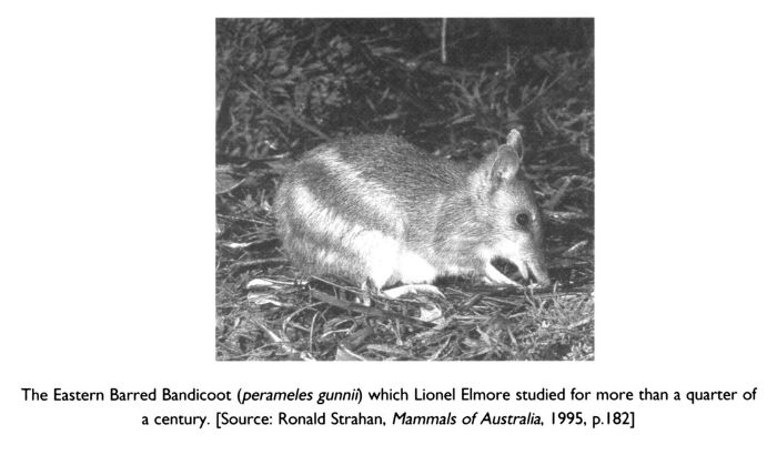 The Eastern Barred Bandicoot (perameles gunnii) which Lionel Elmore studied for more than a quarter of a century. [Source: Ronald Strahan, Mammals of Australia, 1995, p. 182]