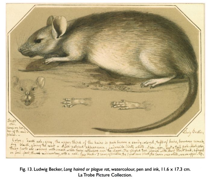 Fig. 13. Ludwig Becker, Long haired or plague rat, watercolour, pen and ink, 11.6 x 17.3 cm. La Trobe Picture Collection.