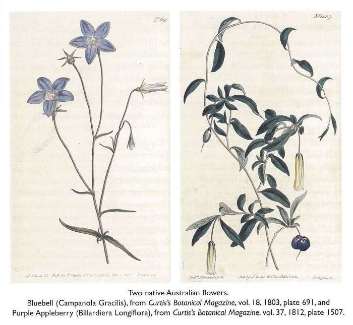Native Australian flowers. Bluebell (Campanola Gracilis), from Curtis’s Botanical Magazine, vol. 18, 1803, plate 691. [watercolour painting]