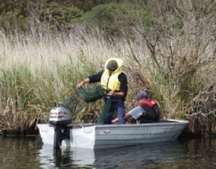 Top right: Figure 3 Danny Lovett and Adam Walker retrieving fyke nets, Darlots Creek, October 2007  (Courtesy Jed MacDonald) [photograph]