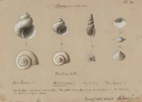 Below: Ludwig Becker, ‘Nenma, native word for shells. Darling shells’. Watercolour, 1860. Manuscripts Collection, H16486. [watercolour painting]